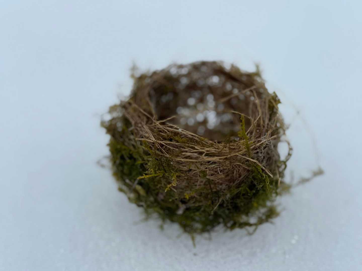小さな鳥の巣が落ちてました