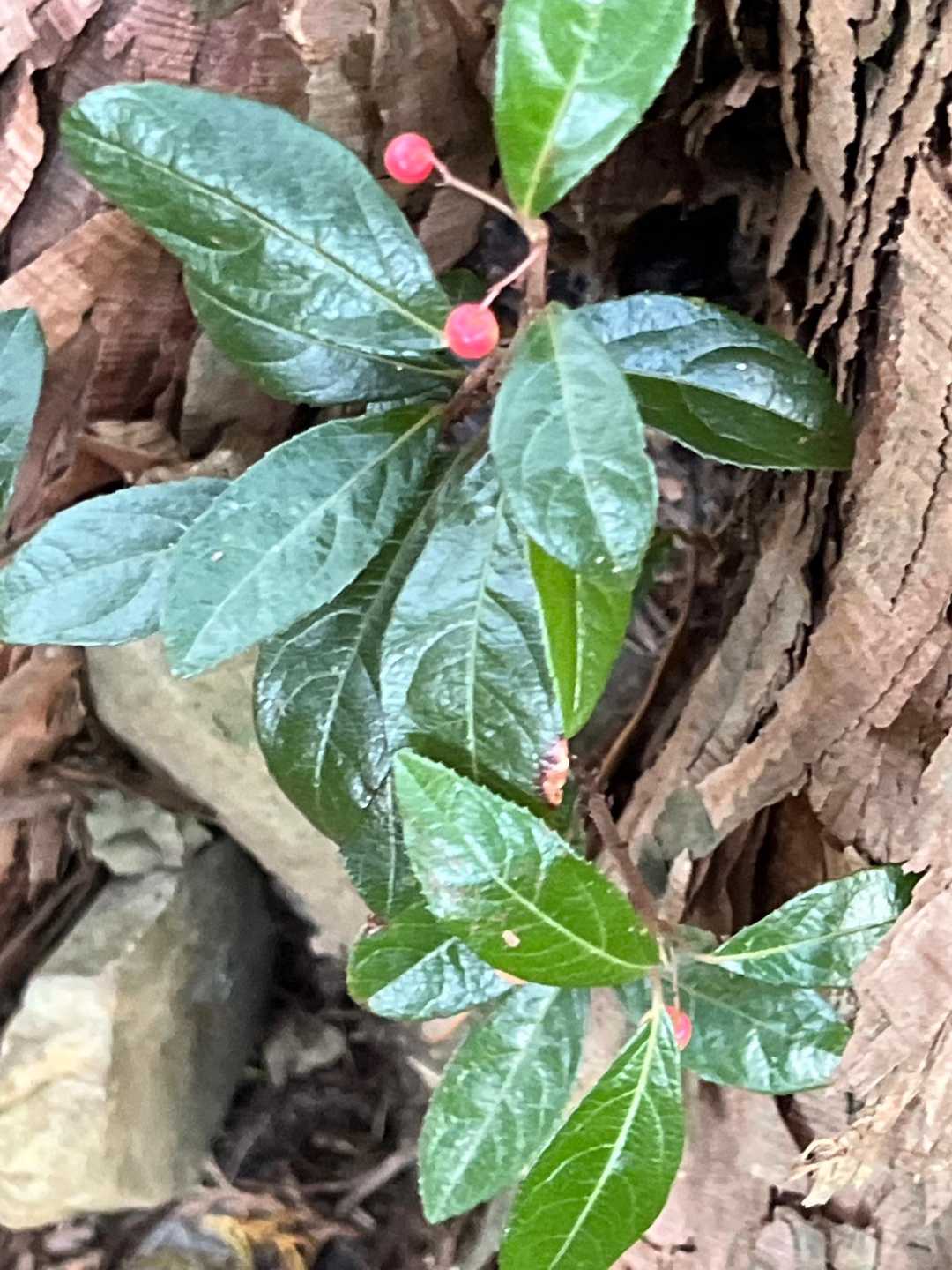 ヤブコウジ🍒