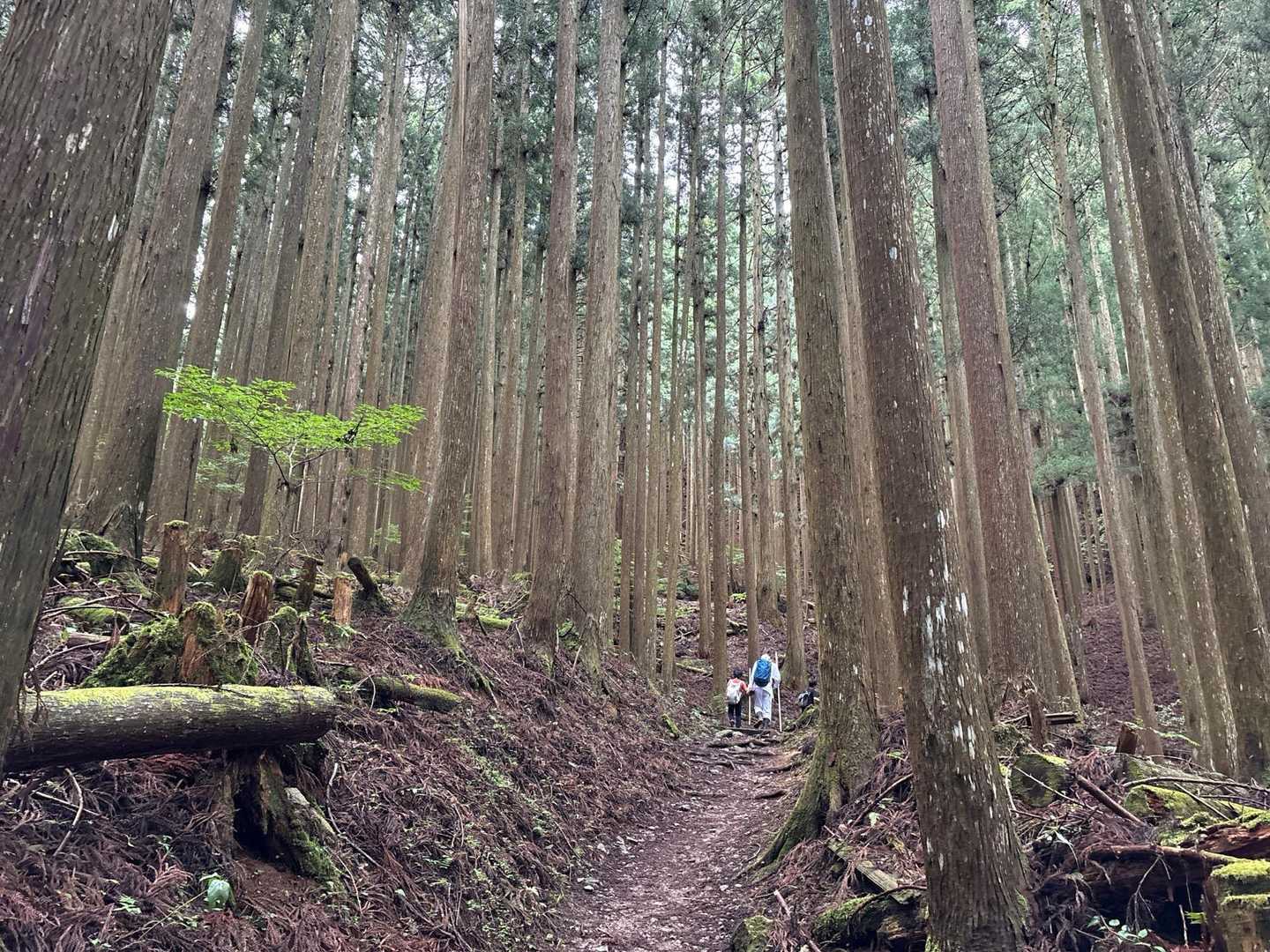 歩きやすい登山道🚶🏻