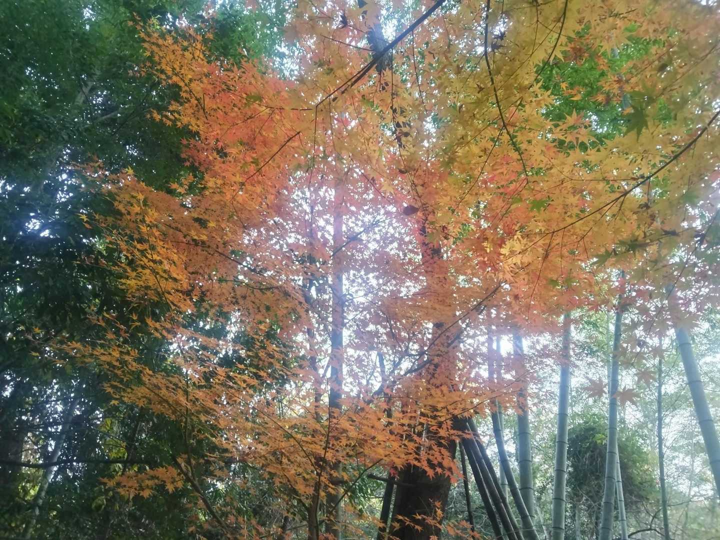 登山口のモミジは今が見頃ですよ。