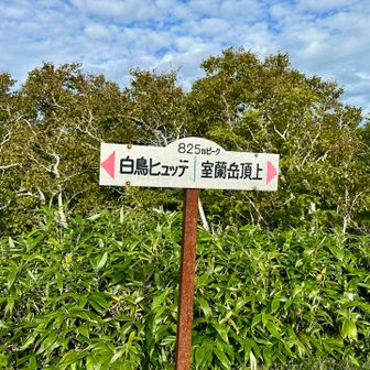 やっと825ピーク