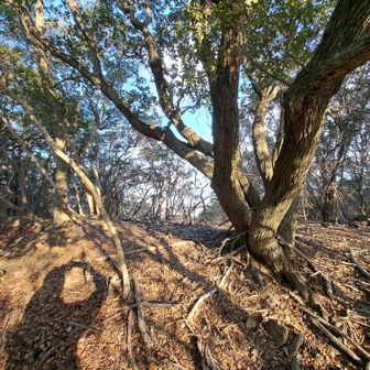 最初のグレーピーク、
岩井田山山頂に到着～

表示が有りませんがこの辺だと思われます