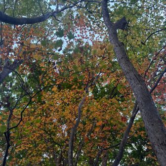 奥三角の紅葉🍁