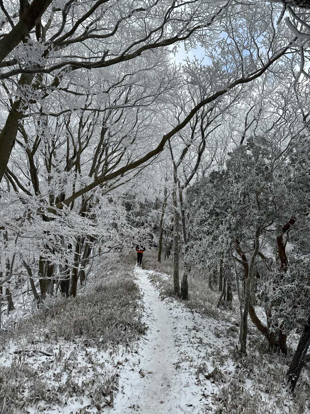 雪のトンネルを走るなんて、普通じゃできない経験。
脳内では、「犬🐕は喜び、庭駆けまわり〜🎶」が止まらない。