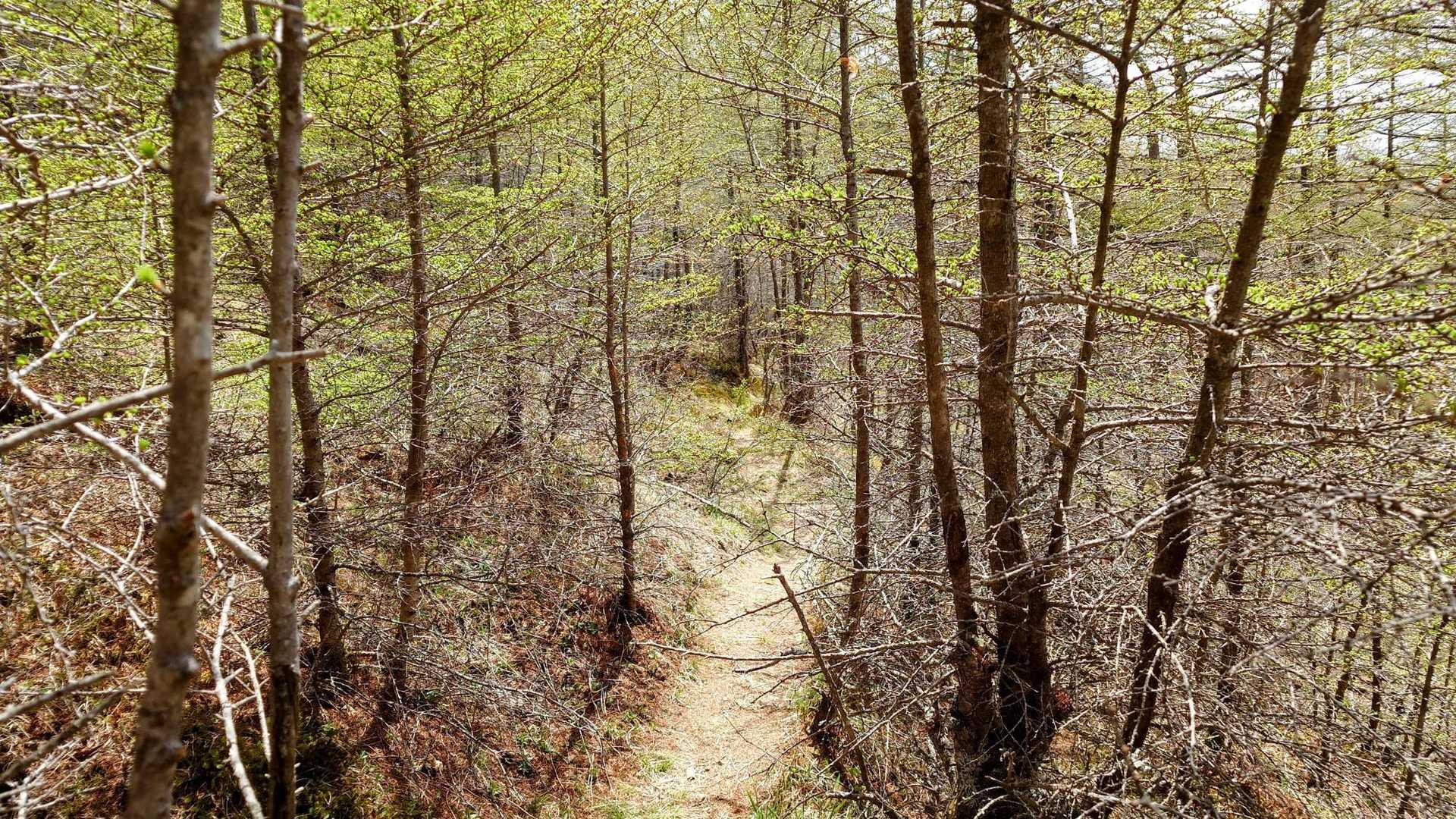 こちら狭くて引っ掛かります🌲