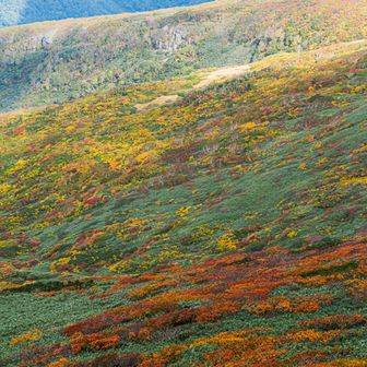 斜面に広がる紅葉が美しい
