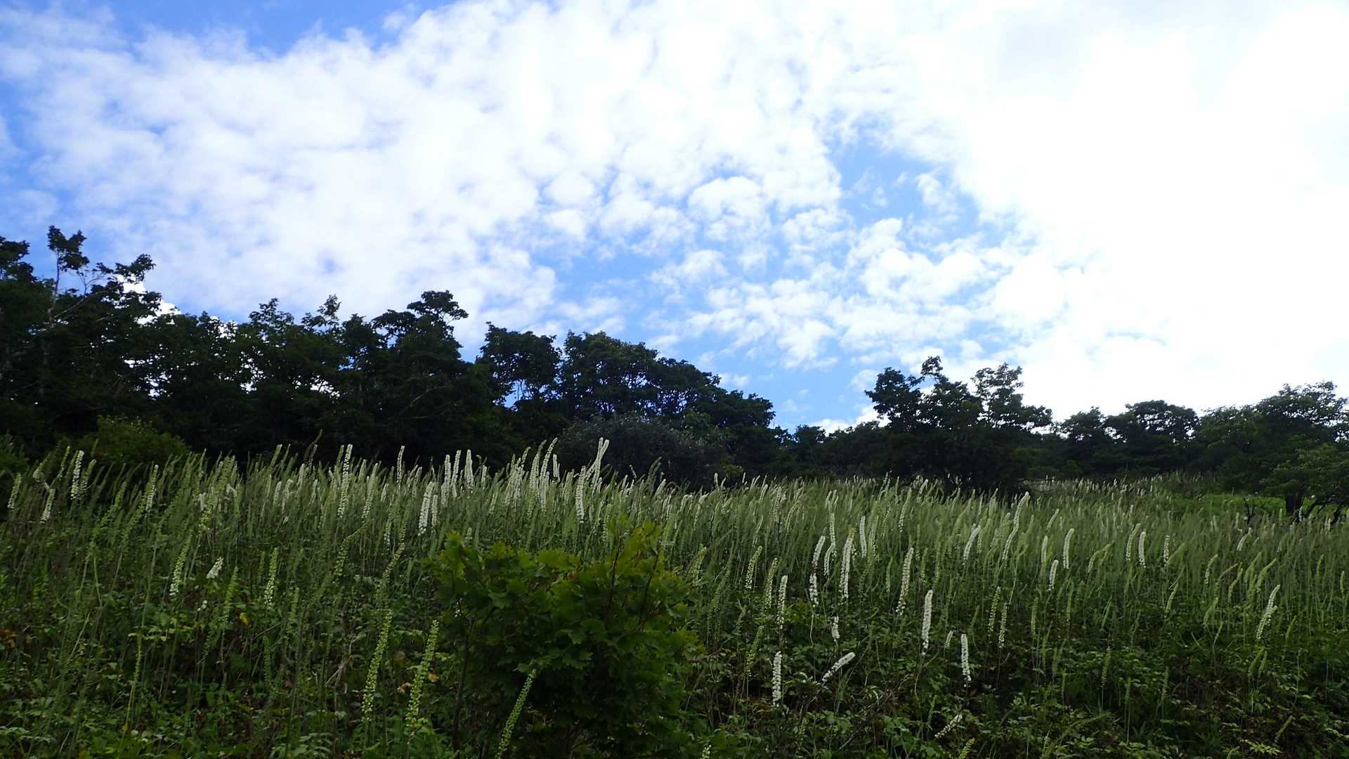 サラシナショウマ