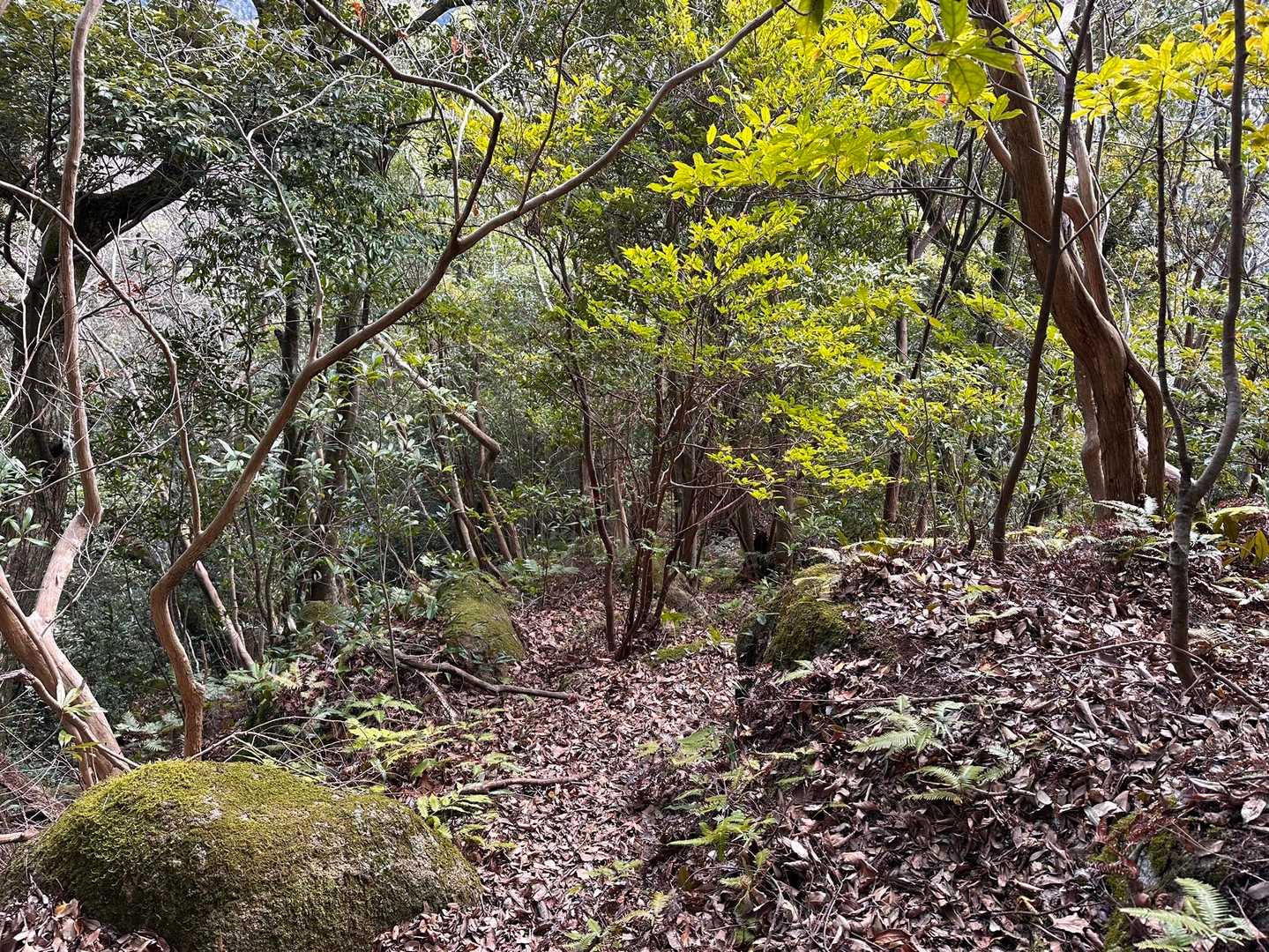 急な下り道。落ち葉が堆積してめちゃ滑ります🍂