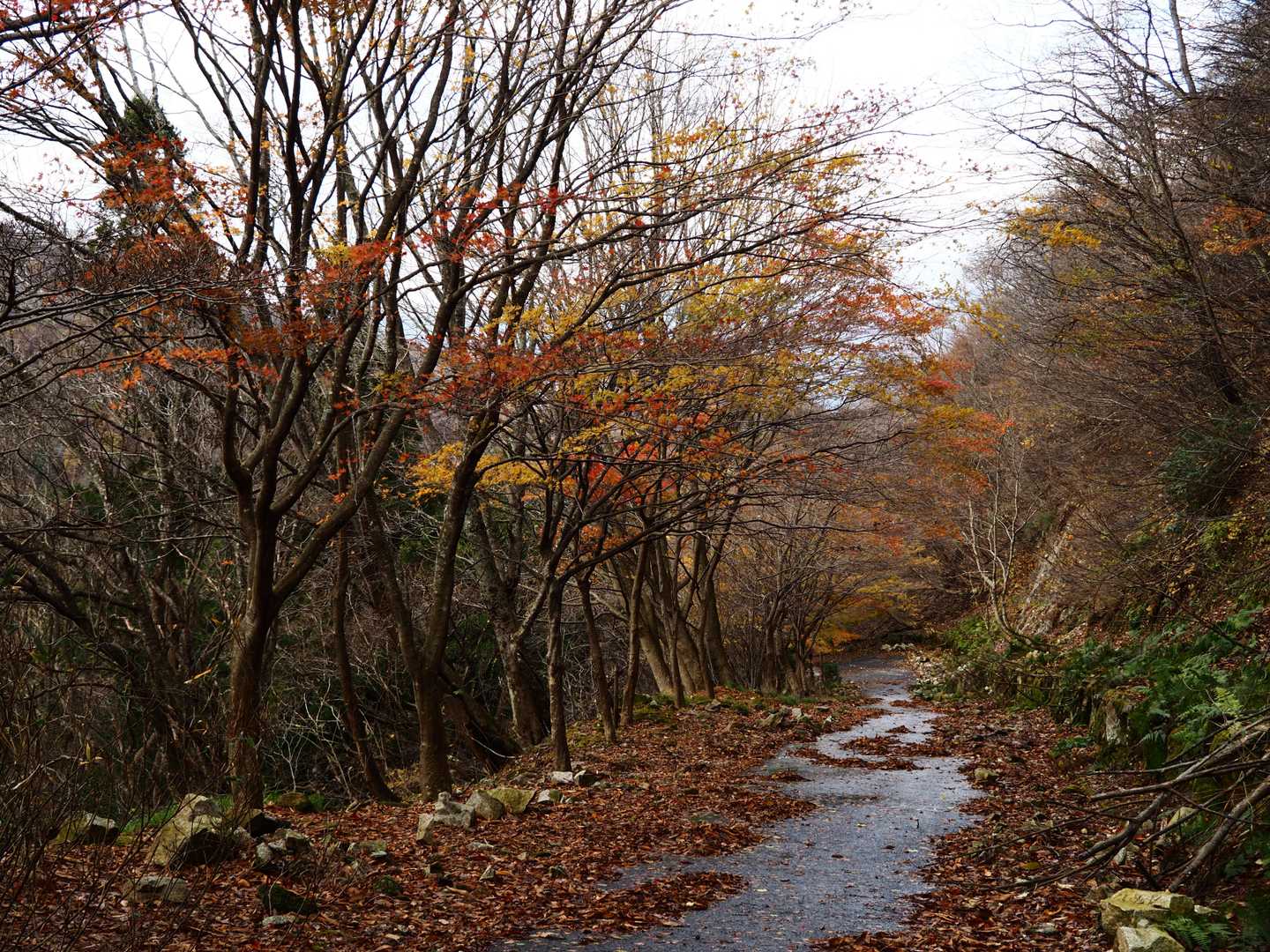 貝月散歩道入口-貝月山 往復コースの写真