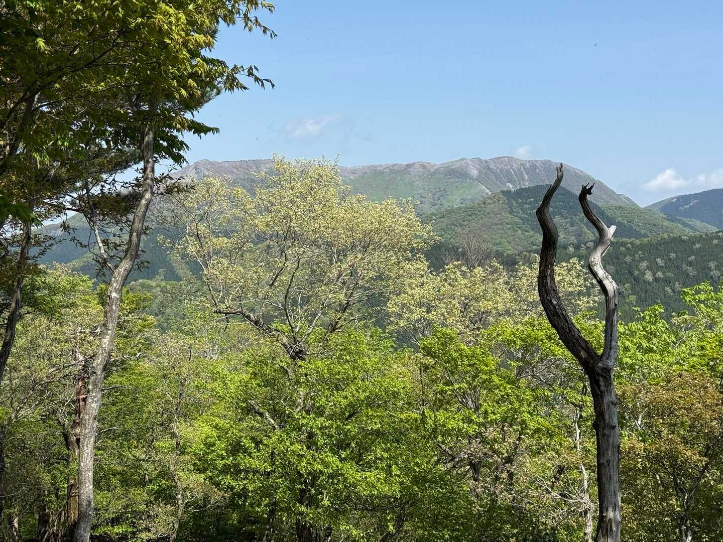 樹間から霊仙山が見えました