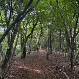 日差しは枝葉がシャットアウト