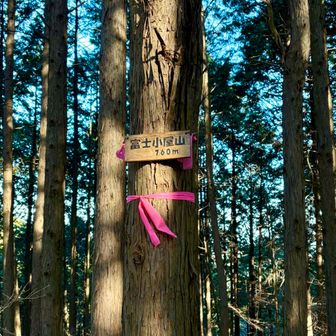 今このルートはプチピークがたくさんあってピンクハント的な感じ