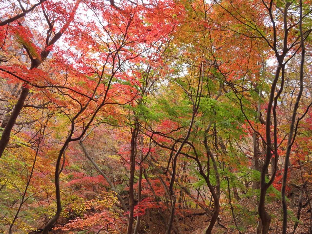 丁須の頭登山口-馬頭観音-もみじ谷-三方境-谷急山 往復コースの写真