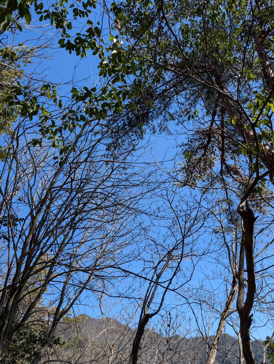 古城山 往復コースの写真