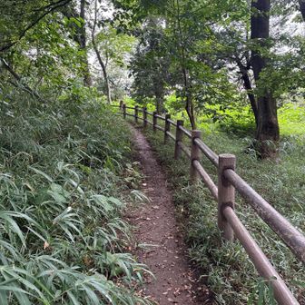 赤塚公園内、未舗装路はまだ濡れててそれなりに滑る… トレランシューズで来て良かった。