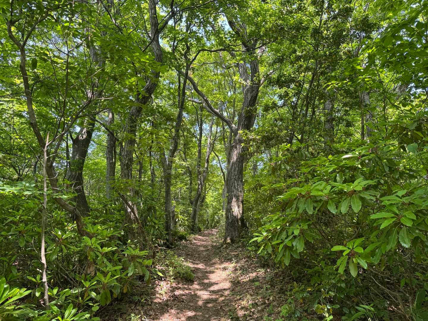 大鷲山 往復コースの写真
