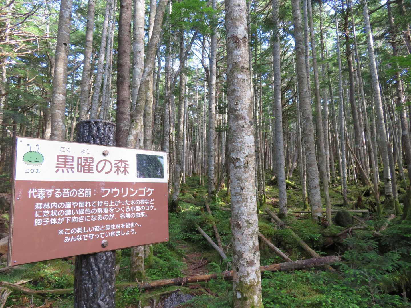 黒曜の森