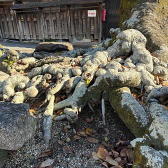 根っこがすごい