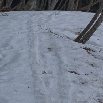 寒いので山頂はスルー、基幹林道へ。ここまで来ると、ヒトの気配（BC?）が残っています。
