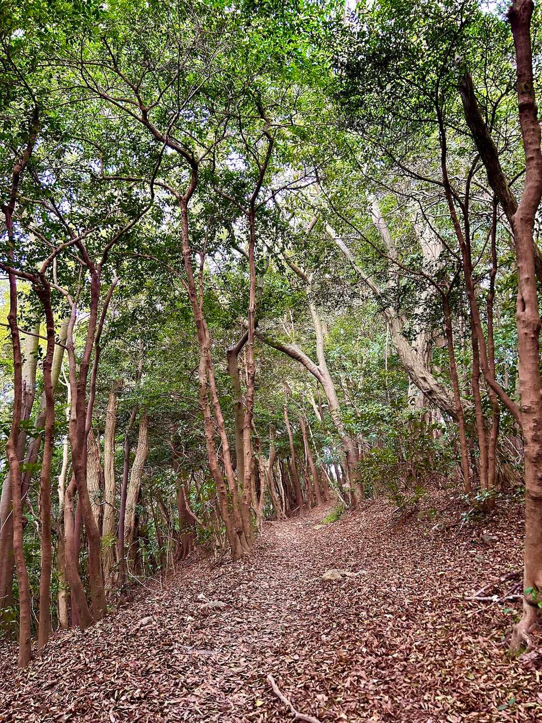 大好きな樹林帯🌲🌲
思わずスキップ🚶‍♀️「おいっ💦また転ぶぞっ」
樹木さんからすかさず注意⚠️「はいっ💦調子に乗り過ぎでしたっ💦」
