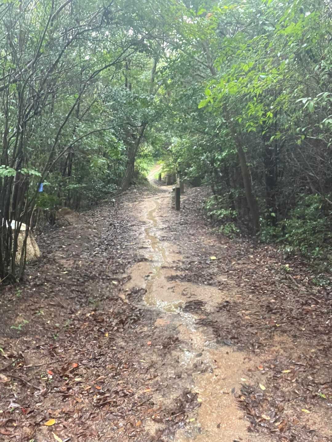 善城寺山-行者嶽 縦走コースの写真