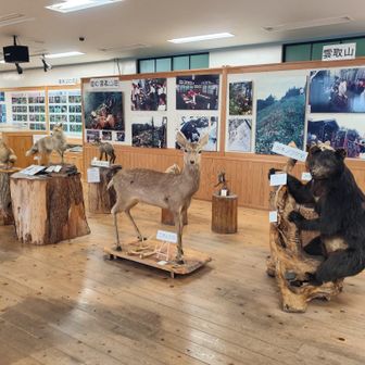 剥製たくさん🦌🐻🦝🐦‍⬛🦉