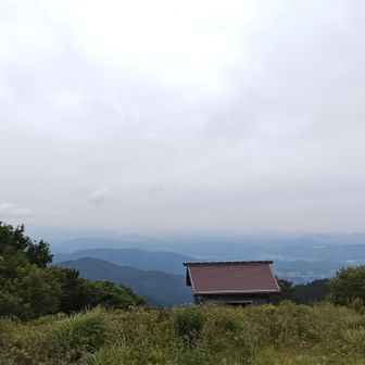今年初のアサギマダラに逢えました…