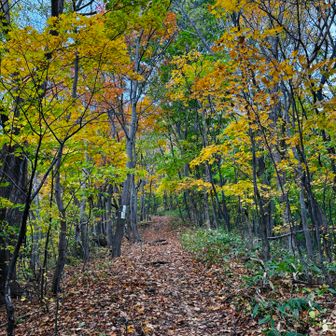 土曜日の休日
三角へGO🍁
