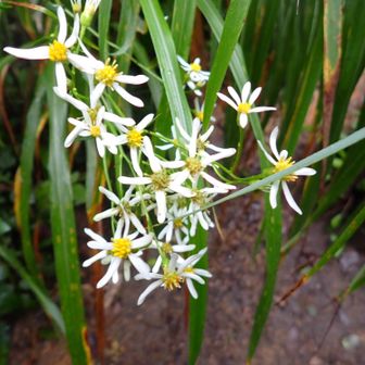 キク科シオン属のシラヤマギク（白山菊、別名：ムコナ）のようです。

特徴
花：白い舌状花がまばらに、あるいは間隔を空けてついているように見えるのが特徴です。
葉：下部の葉は大きな心形（ハート形）で、粗いギザギザ（鋸歯）があります。
時期：夏から秋（8月〜11月頃）にかけて白い花を咲かせます。