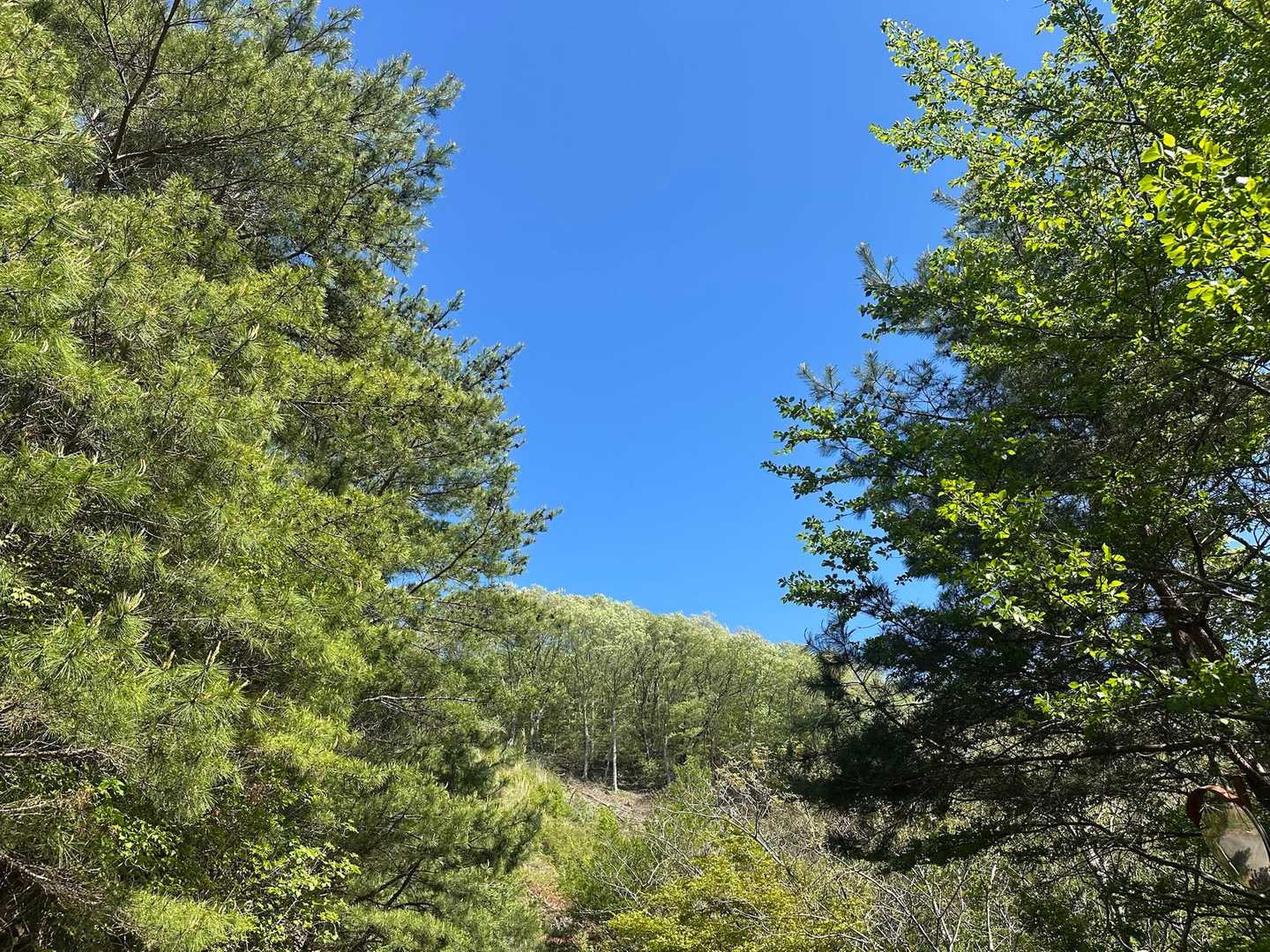 きのこ山 往復コースの写真