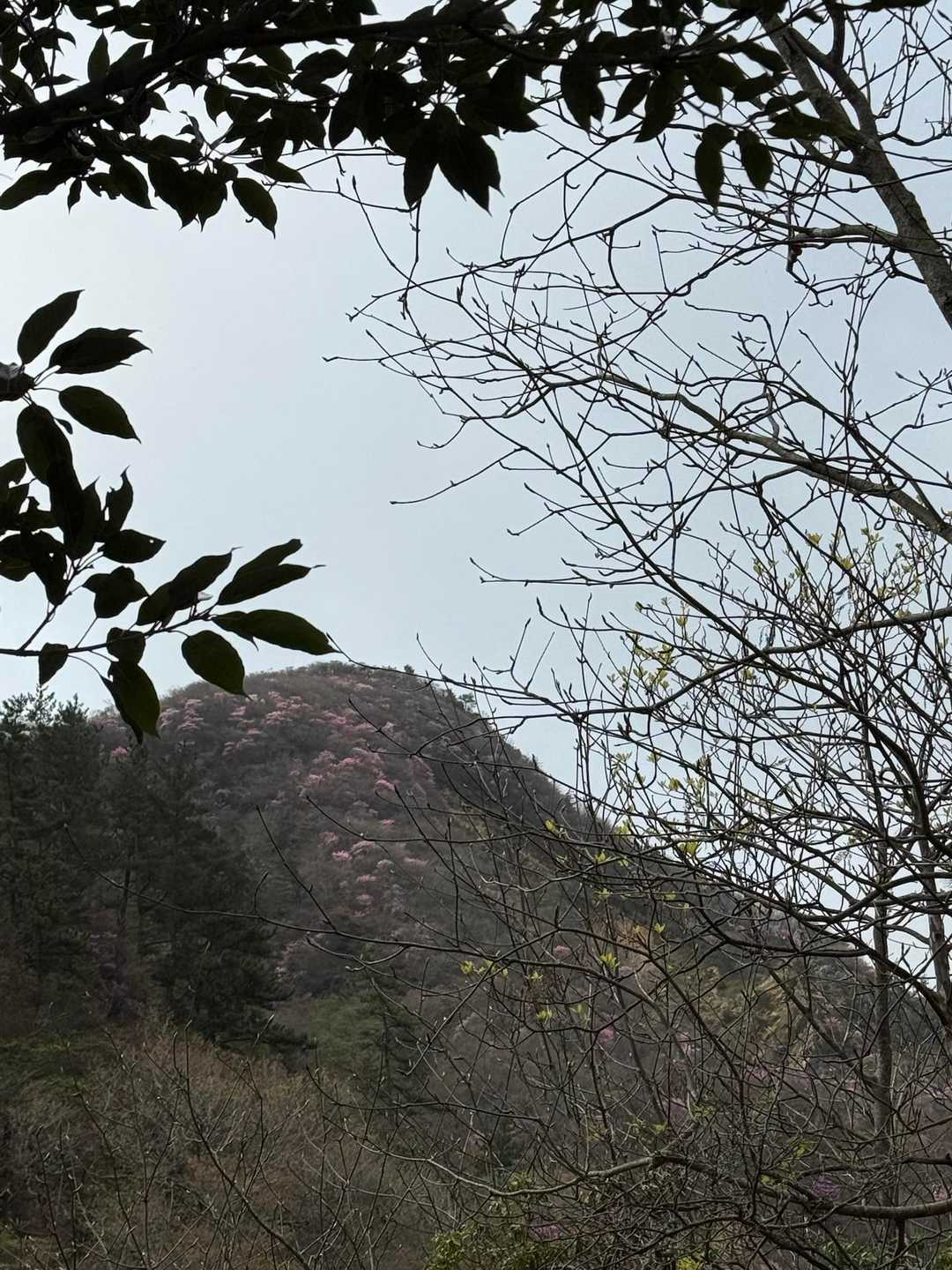 山肌がピンクに