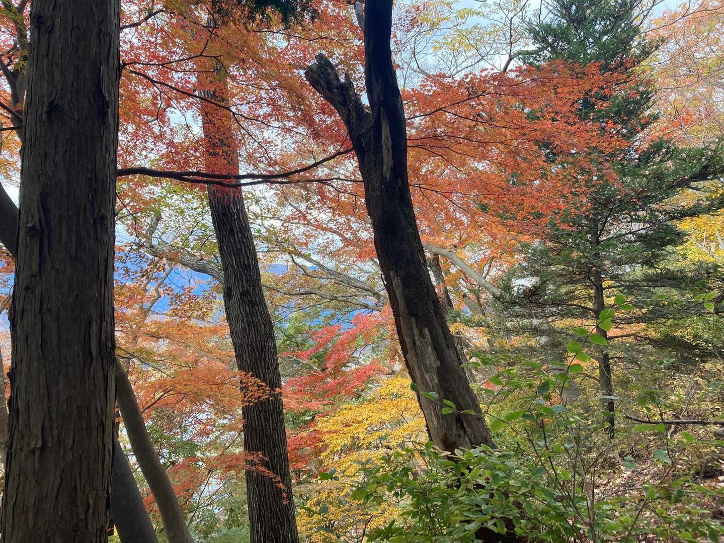 色のコントラストが素晴らしい👏🍁
今年はホント素敵な紅葉見てるなあ…
(今まで来てなかっただけ💦)