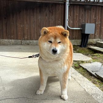 ぷくぷくの柴犬　🌸さくらちゃん
