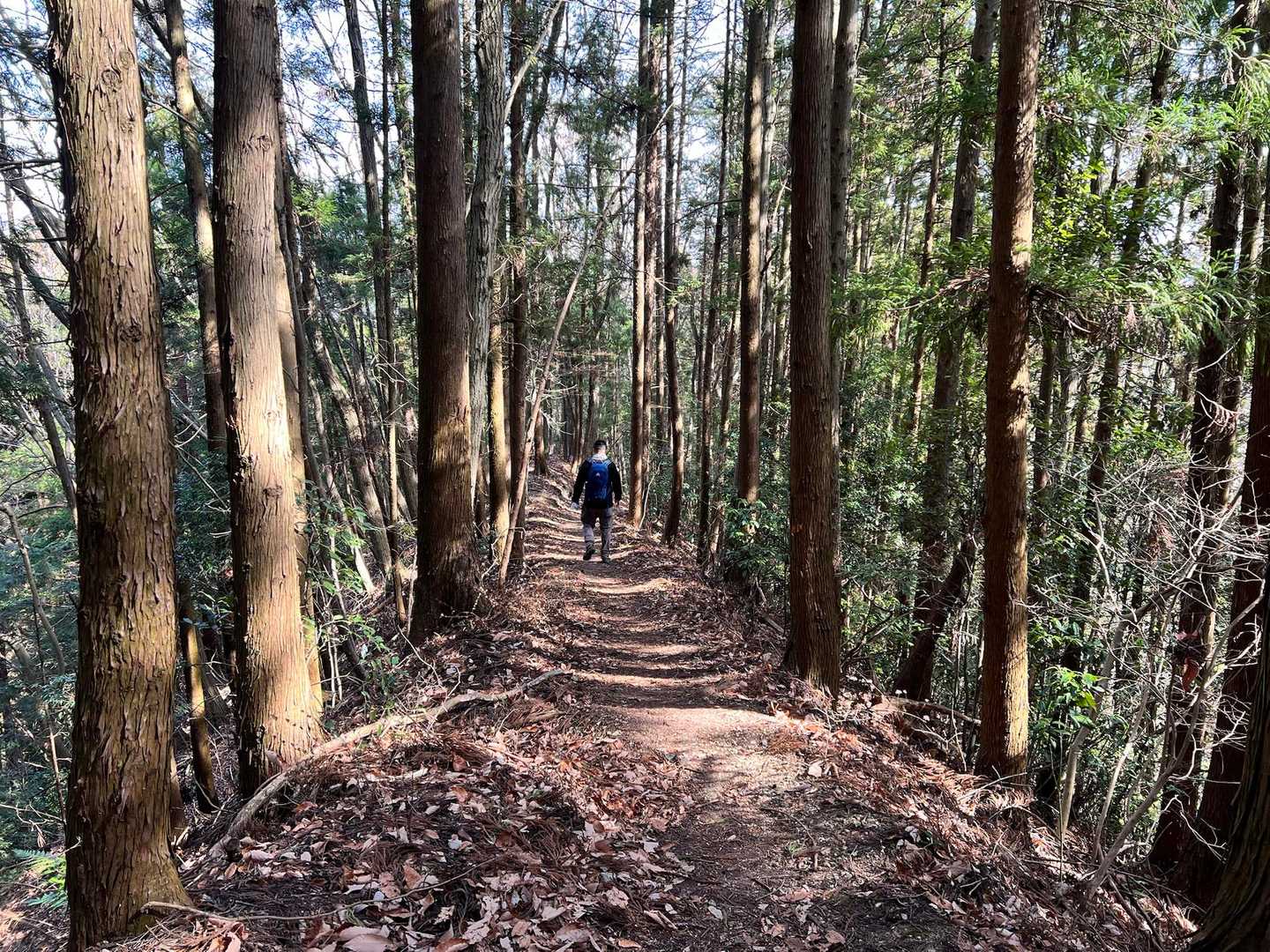橋場バス停-粥新田峠-大霧山-旧定峰峠-経塚バス停 縦走コースの写真