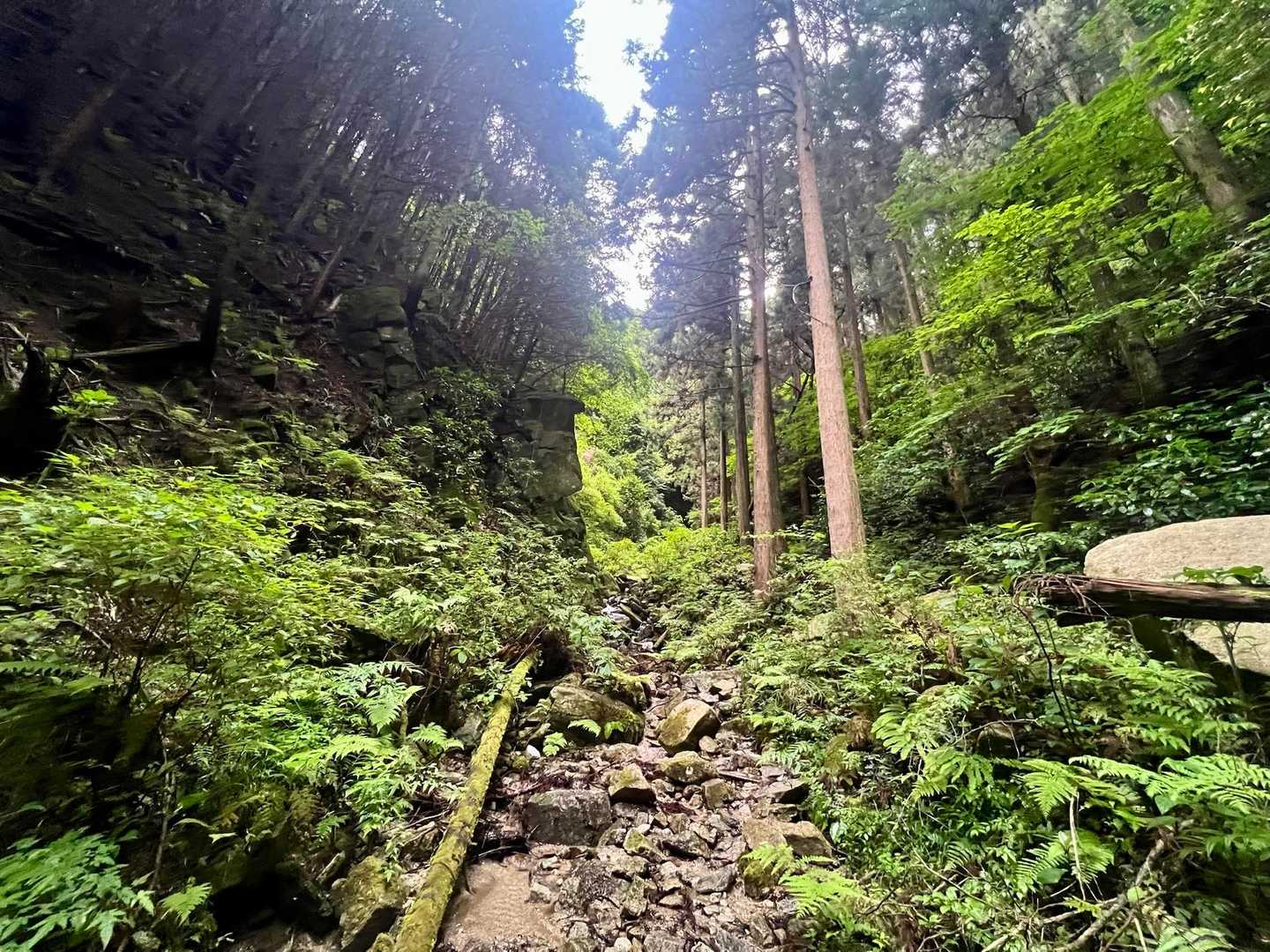 天狗谷-大和葛城山-水越峠 周回コースの写真