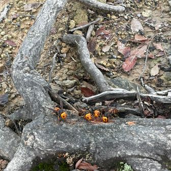 ⚠️ スズメ蜂🐝
