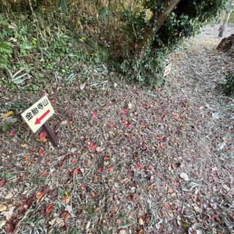 分岐に来ました。正成の隠し井戸は今度探索するとして、さっきの桜公園へ行ってみます🌸