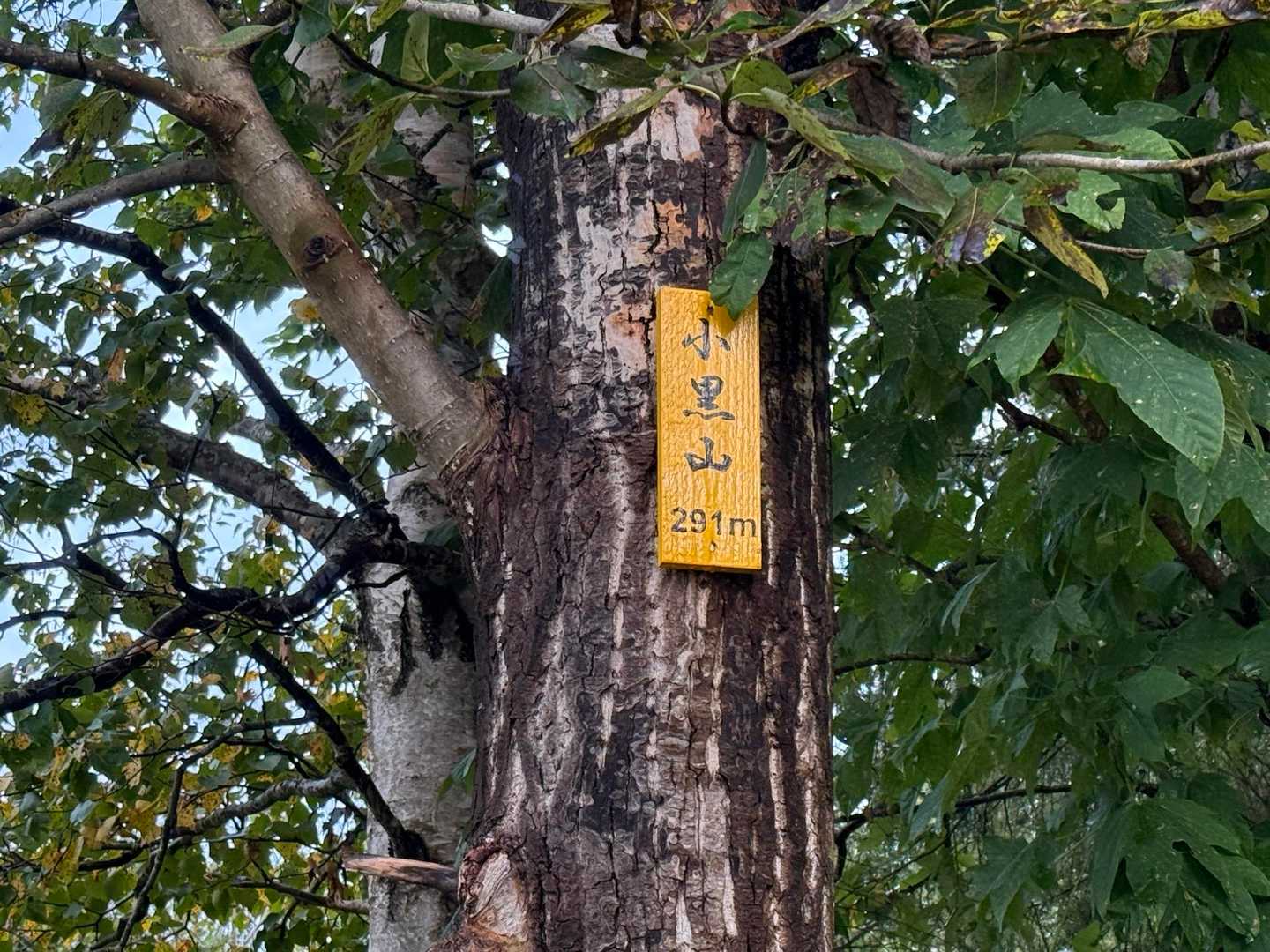 山頂広場入口にある木の上部に標識あります👆