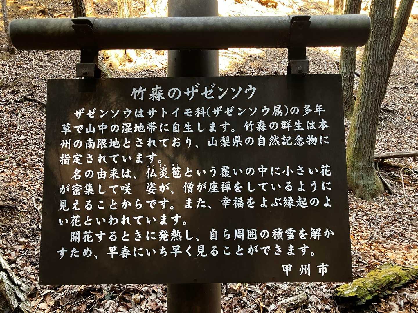 ザゼンソウはサトイモ科の多年草で湿地に自生。水芭蕉もサトイモ科の多年草で同じ。
こちらのザゼンソウ群生地は本州の南限地。