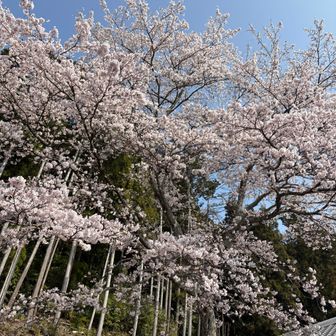 道中の神社で桜満開🌸