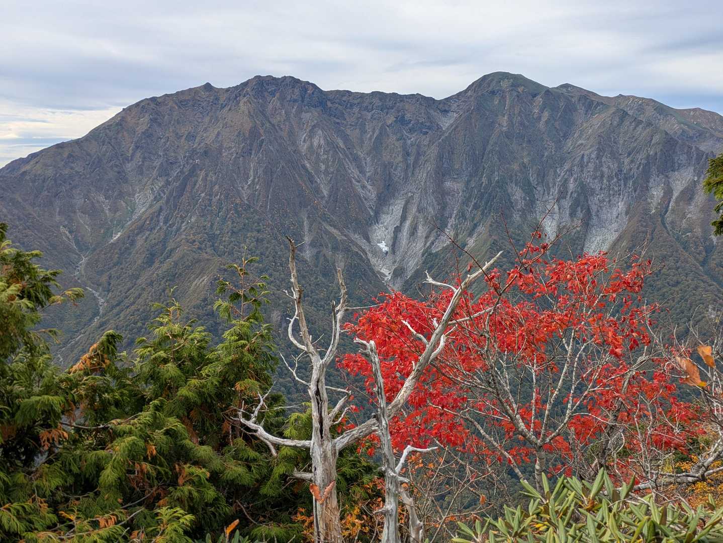 すると、一ノ倉を背後に映える紅葉。谷川岳のよい画が撮れてうれしい。