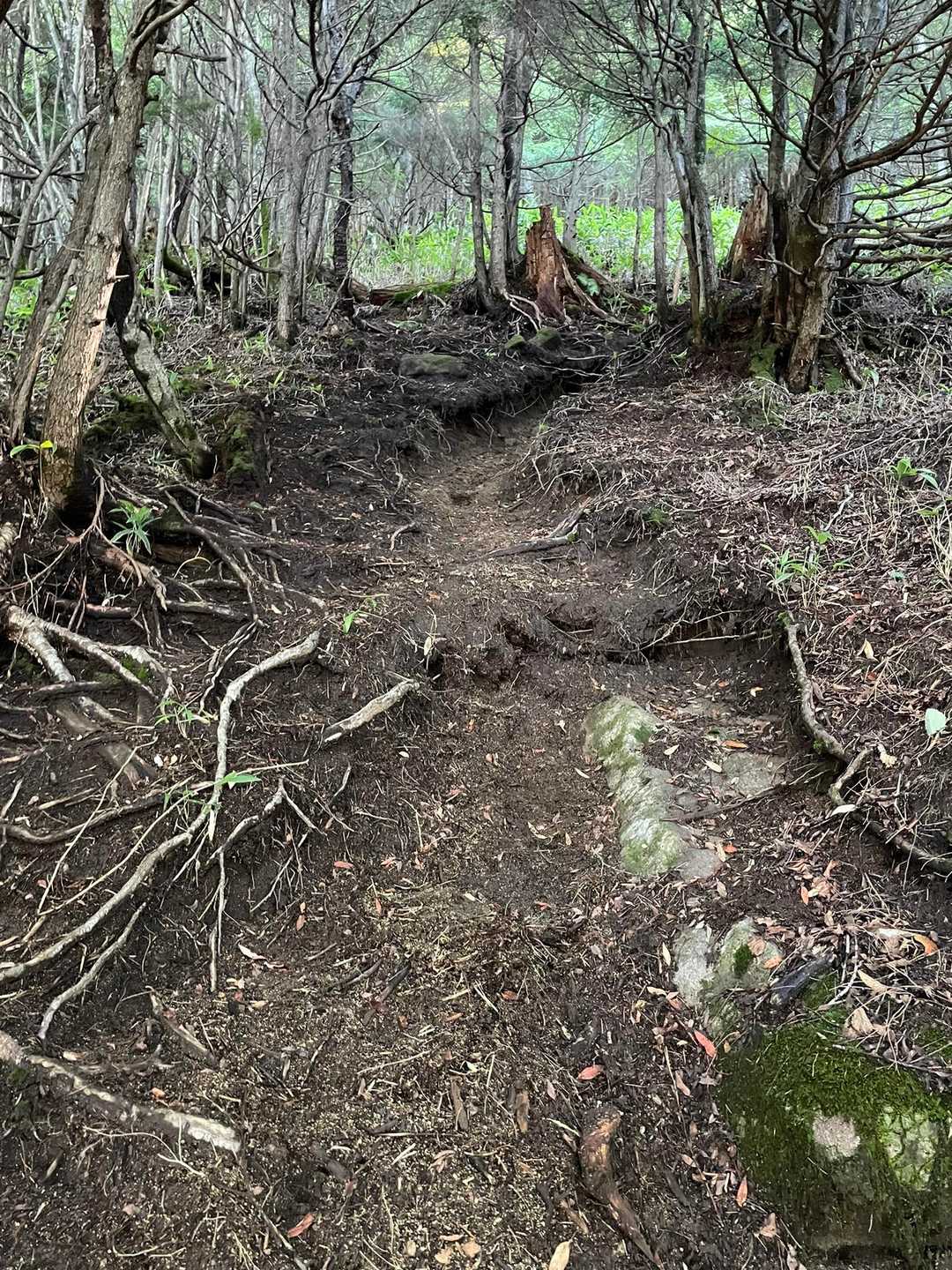 歩きやすい登山道を進むと…