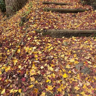 彩り豊かな階段🍁