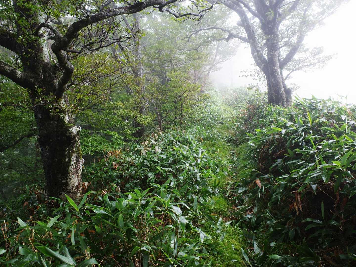 よさこい峠-伊吹山 往復コースの写真