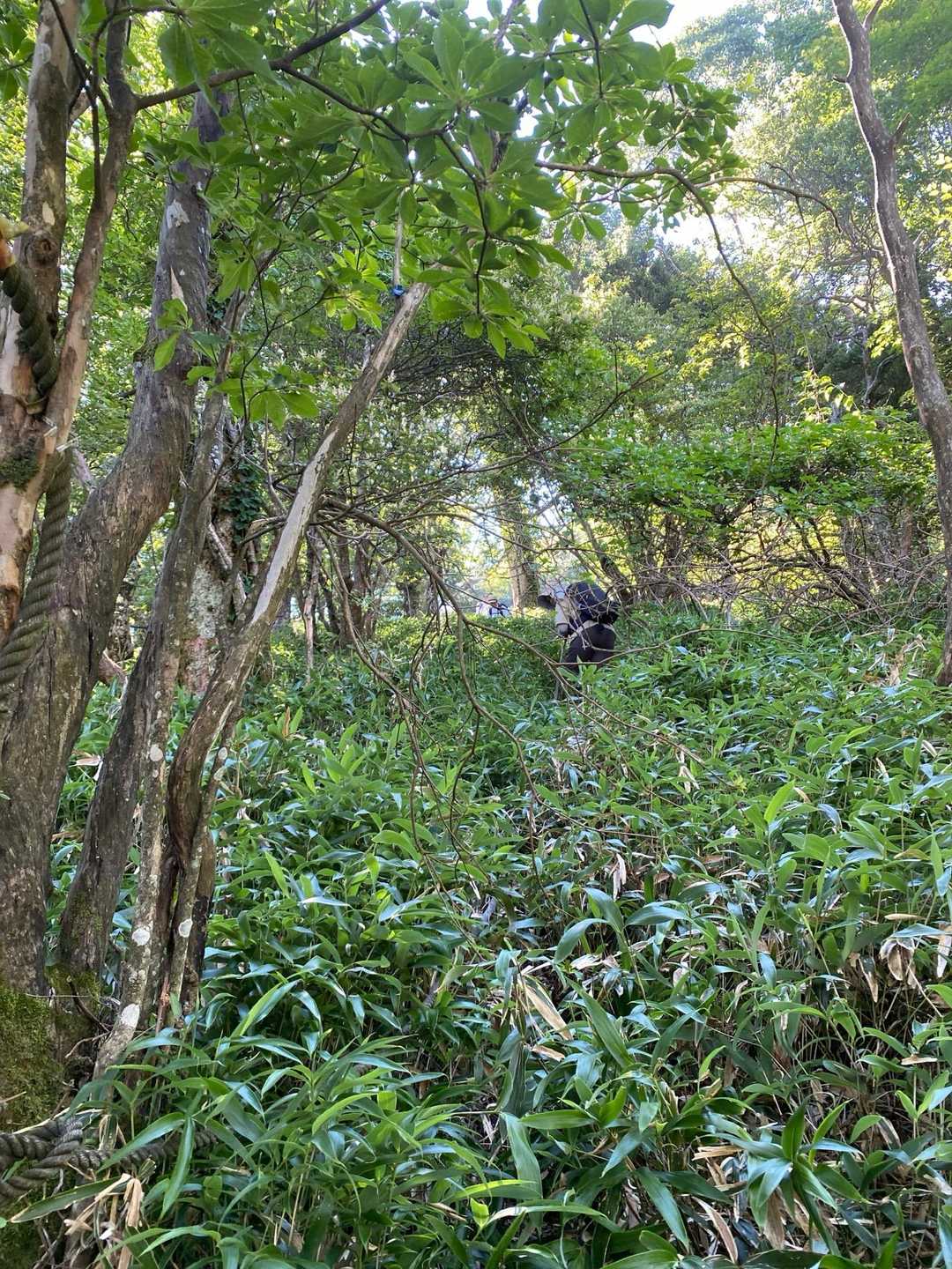 沓掛山から北へ向かって笹で地面が見えにくい急斜面を下って、ちと分かりにくい箇所もある細かいアップダウンを進んで、