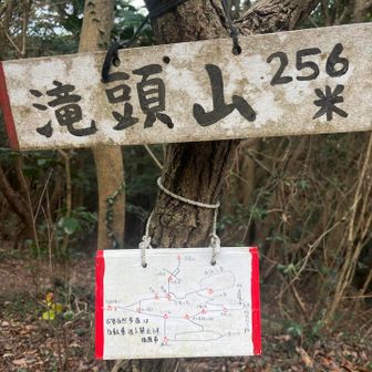滝頭公園の上にある山に到着
そろそろランチもいいかも
ここいい感じにこじんまりひらけてるし

と思いきや

山友さんのデラックスワンコルートに引きずりこまれる、、、

ここから背中側に歩けば良いのだよ、ほんとは