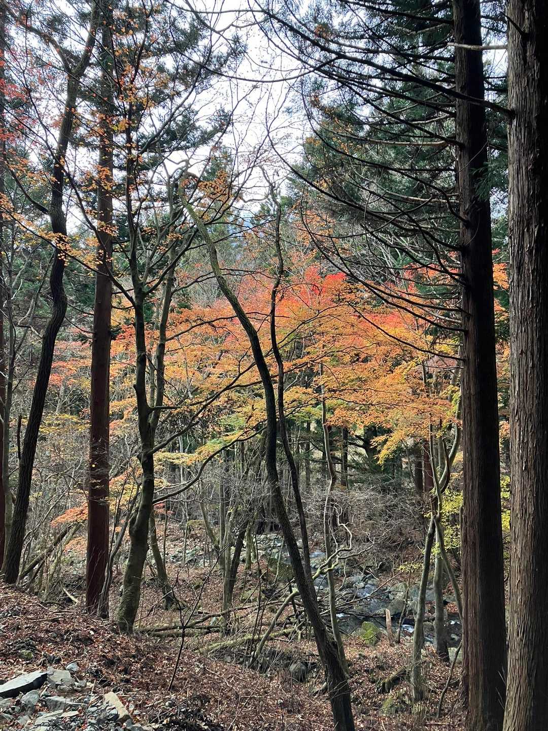 御正体山 往復コースの写真