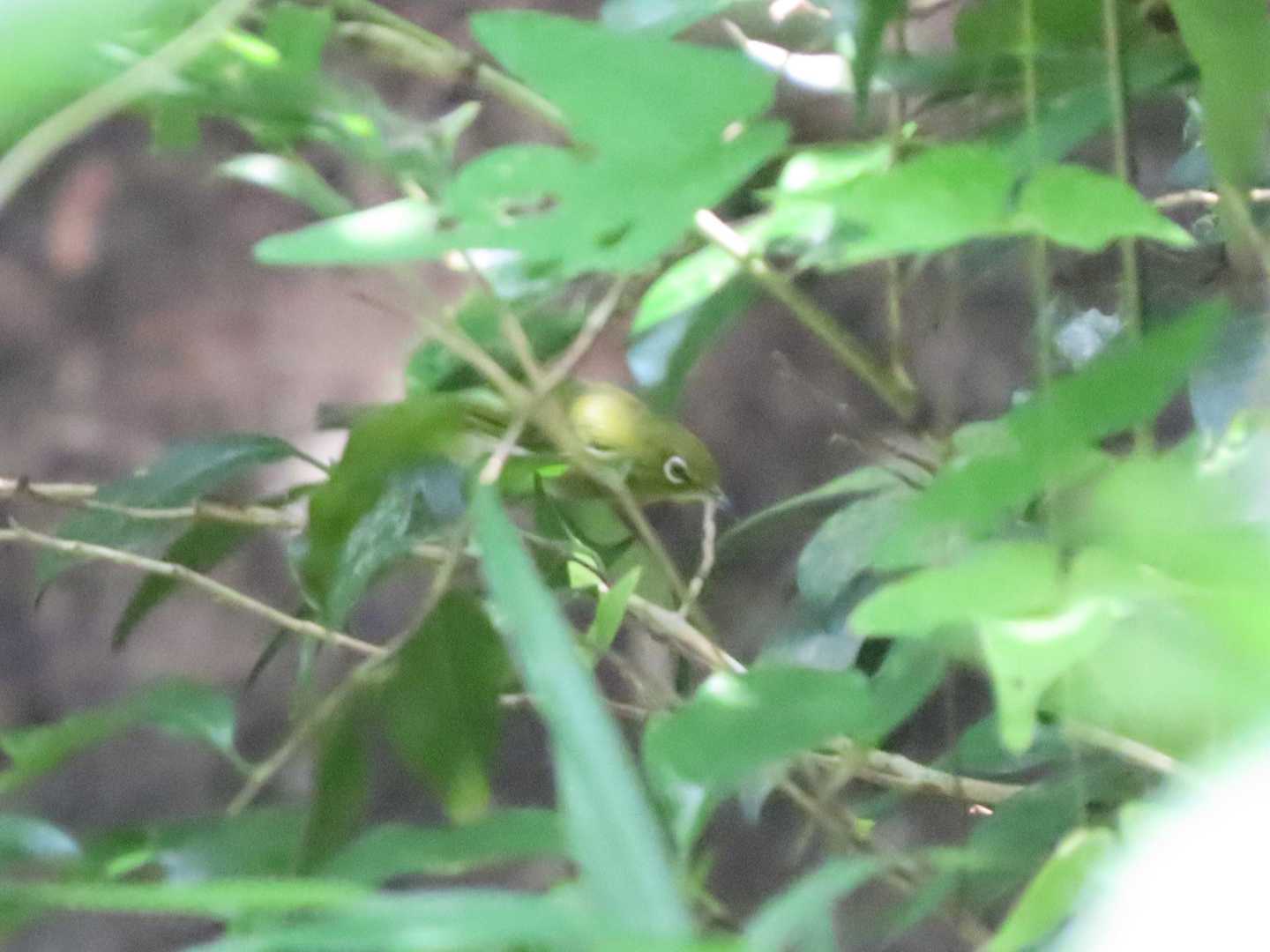 茂みでゴソゴソはメジロでした