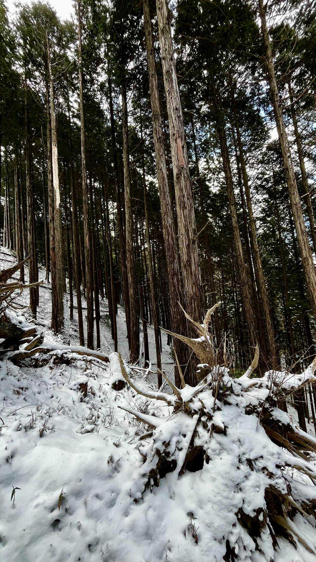 三辻山 往復コースの写真