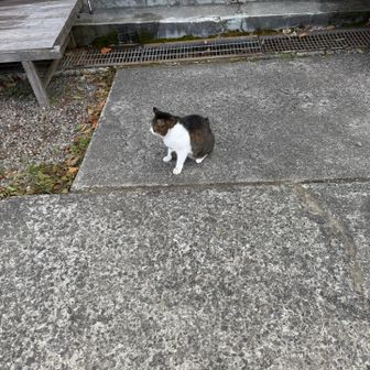 🐈